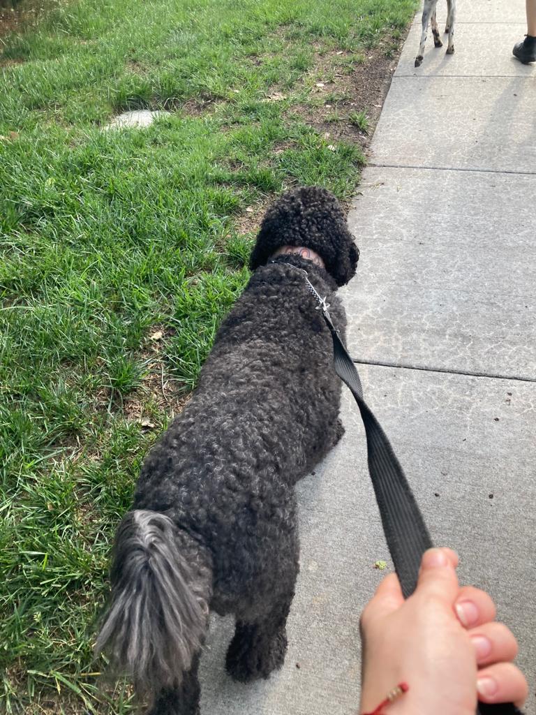 Black Goldendoodle